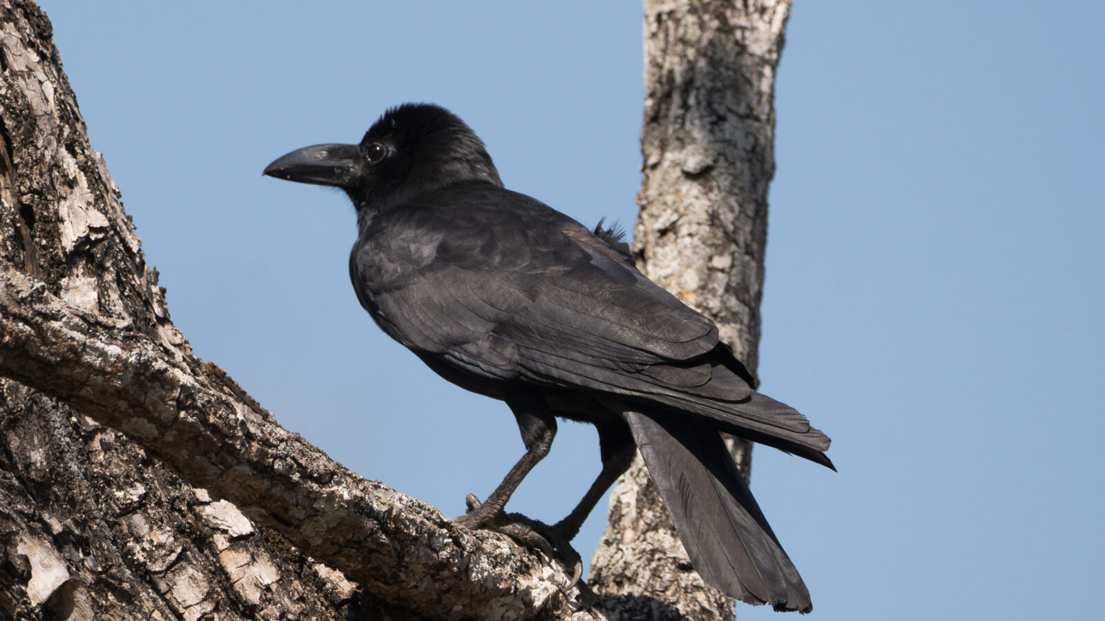 Indian Jungle Crow