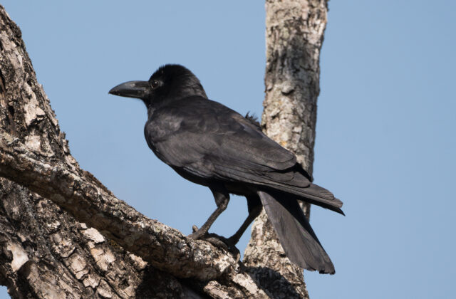 Indian Jungle Crow