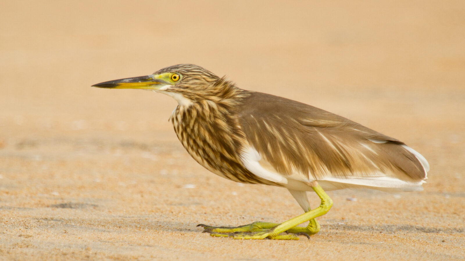 Indian Pond Heron