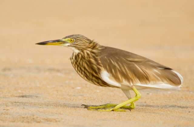 Indian Pond Heron