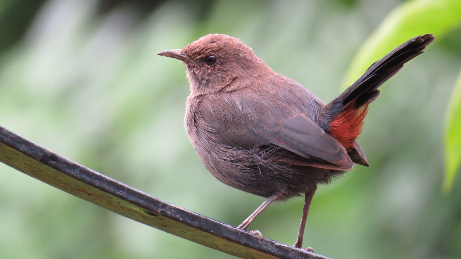 Indian Robin