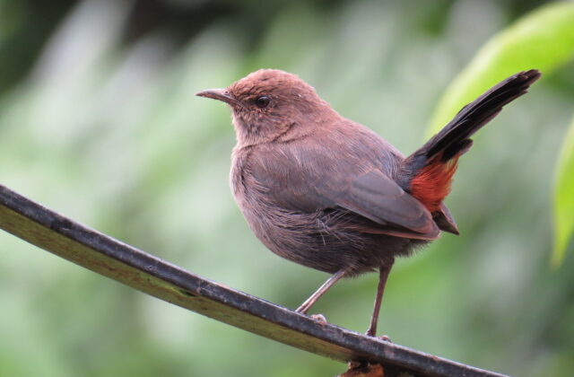 Indian Robin