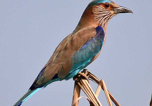 Indian Roller