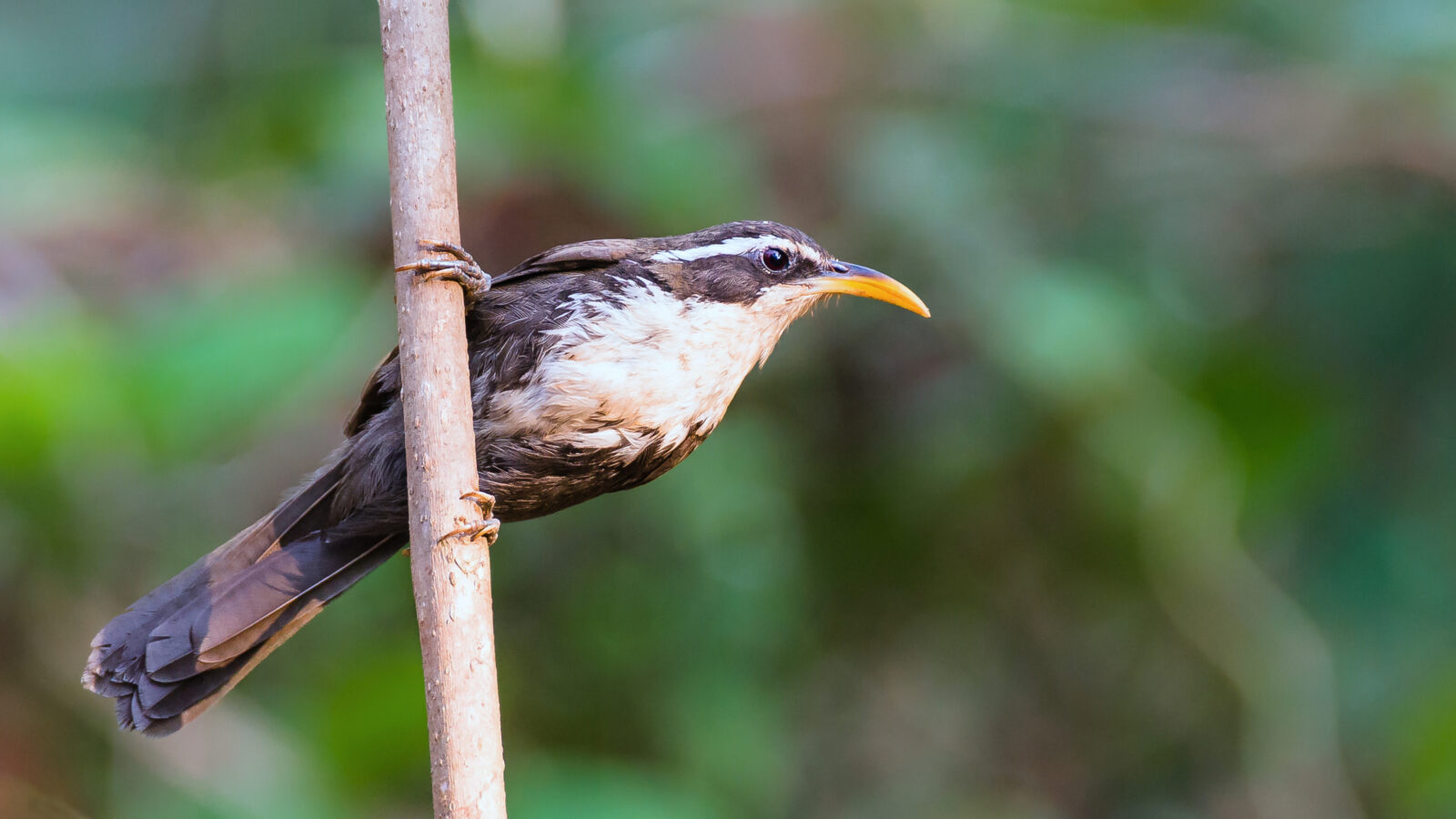 Indian Scimitar Babbler