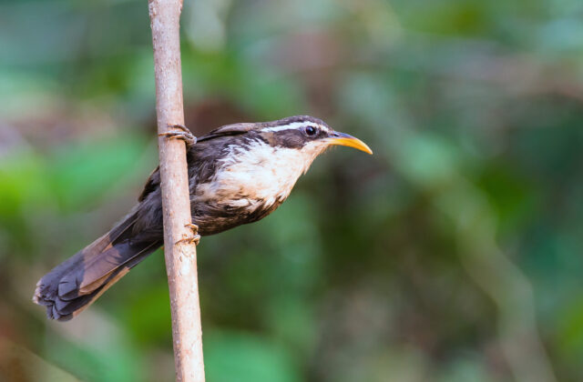 Indian Scimitar Babbler