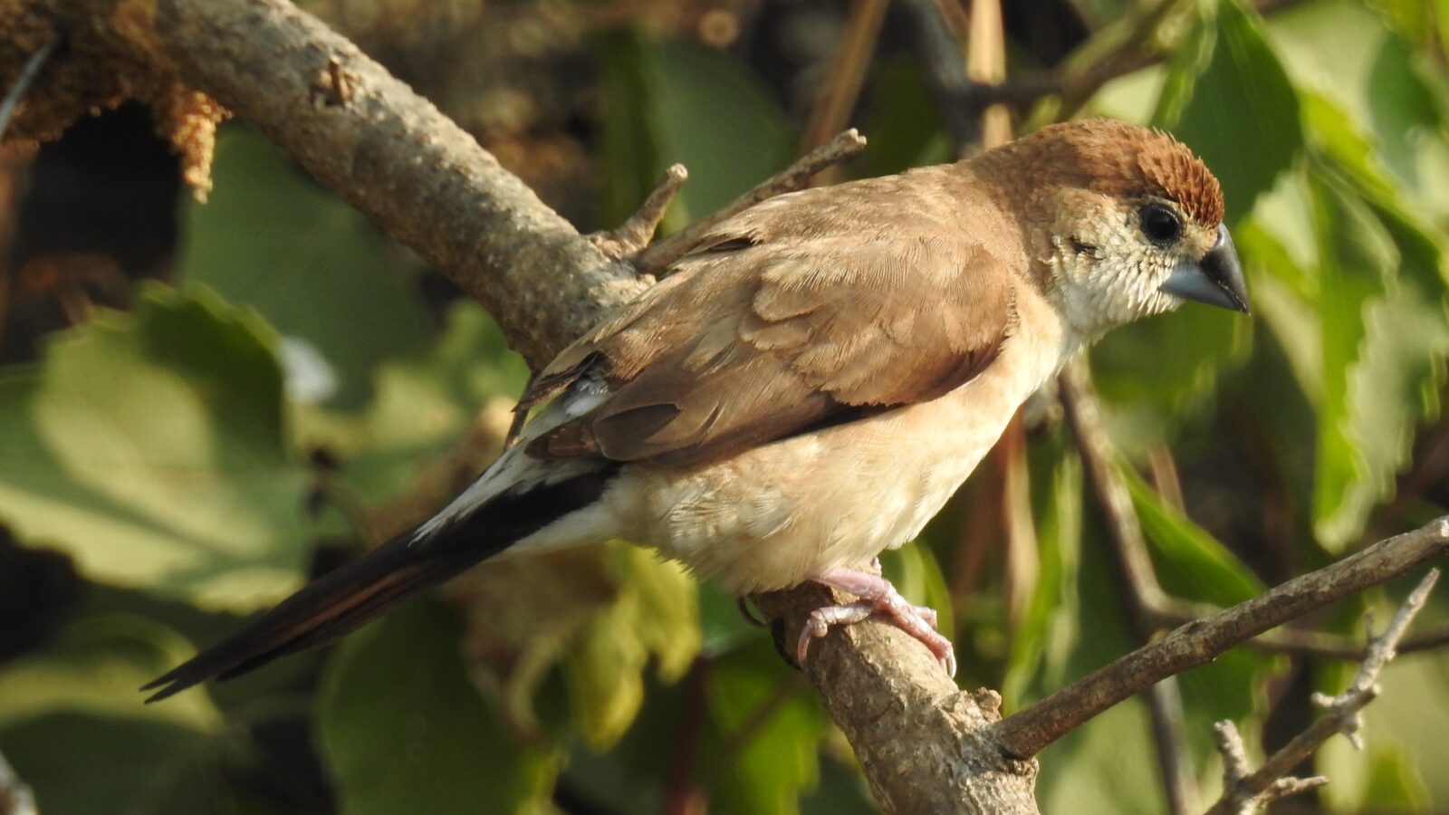 Indian Silverbill