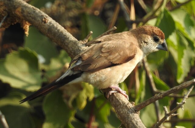 Indian Silverbill