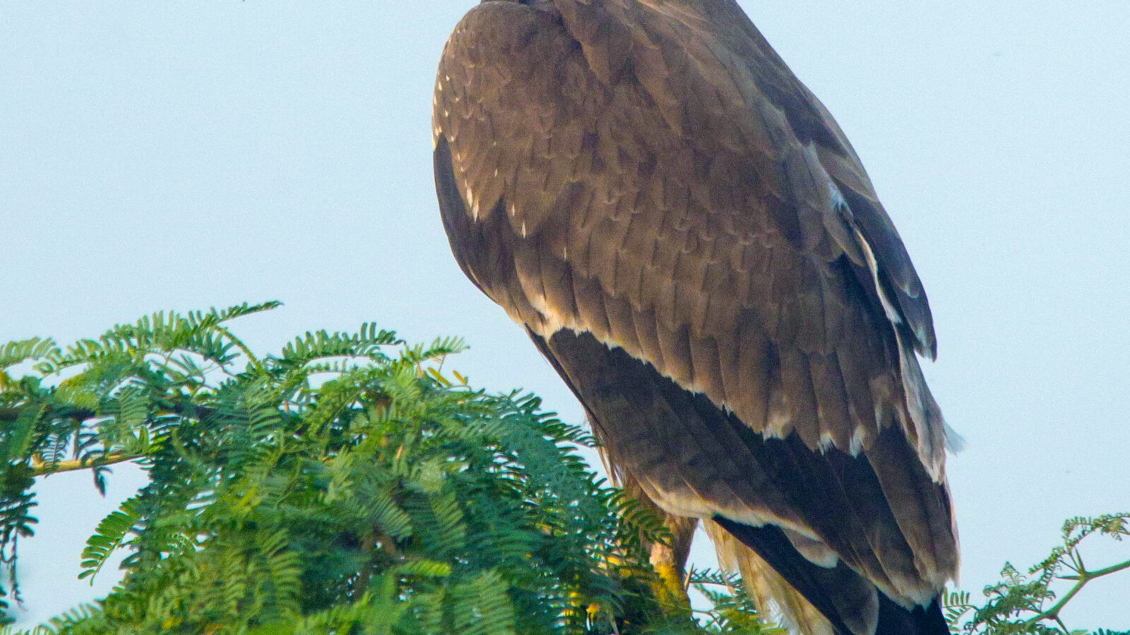 Indian Spotted Eagle