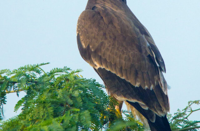 Indian Spotted Eagle