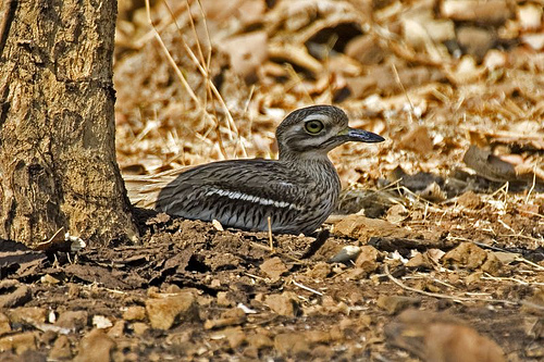 Indian Stone-curlew