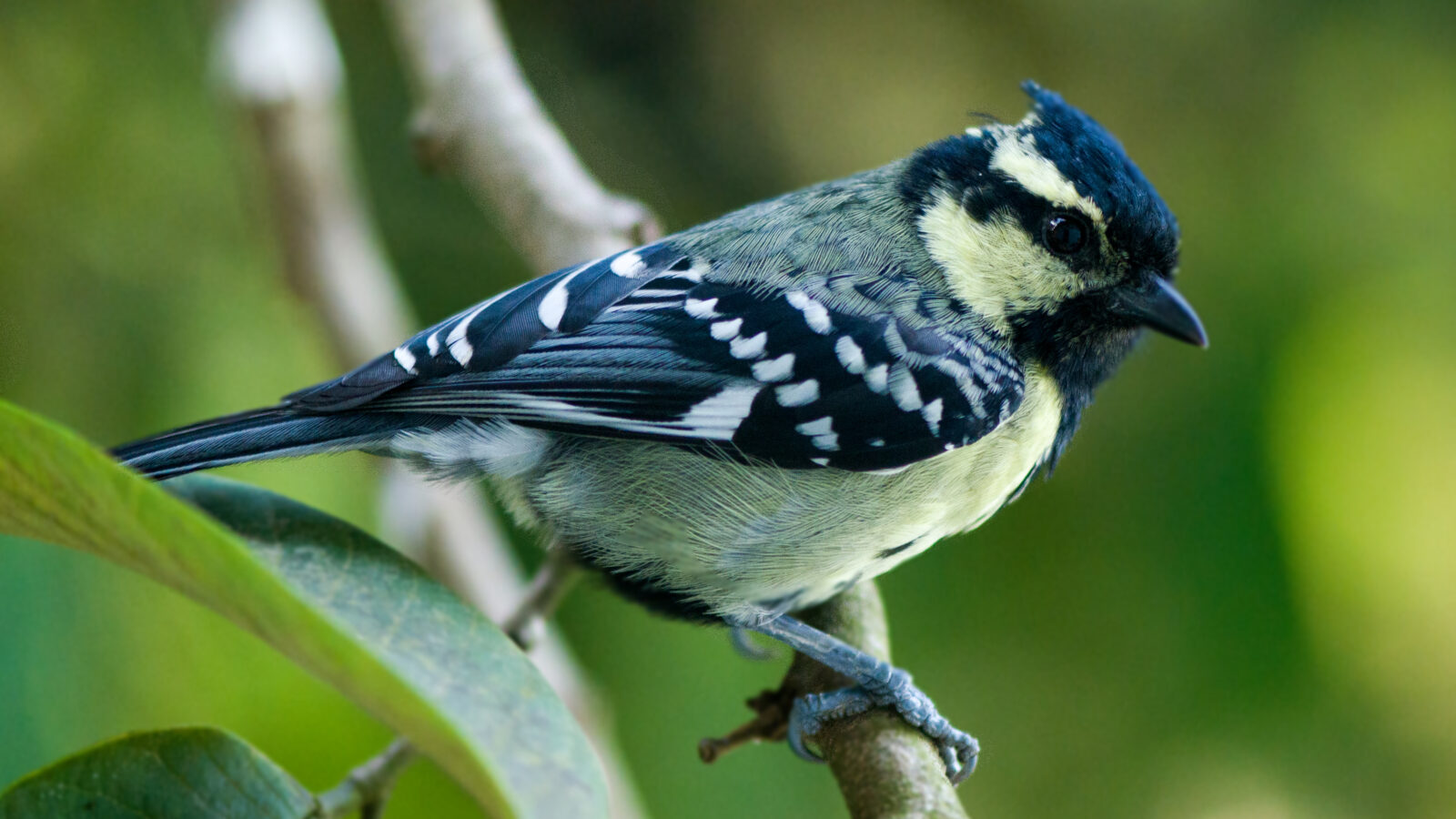 Indian Black-lored Tit