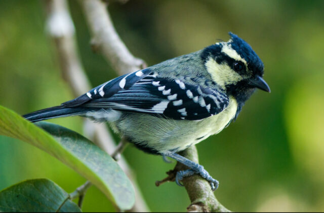 Indian Black-lored Tit