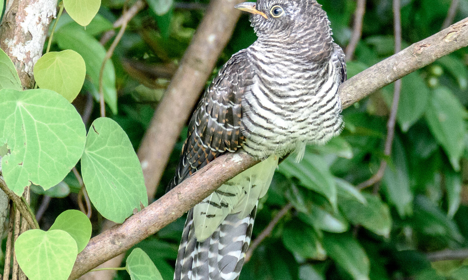 Indian Cuckoo