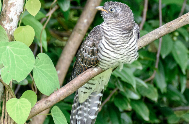 Indian Cuckoo