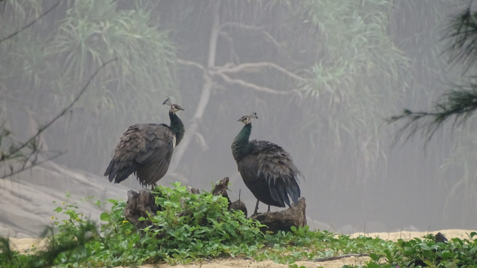 Indian Peafowl