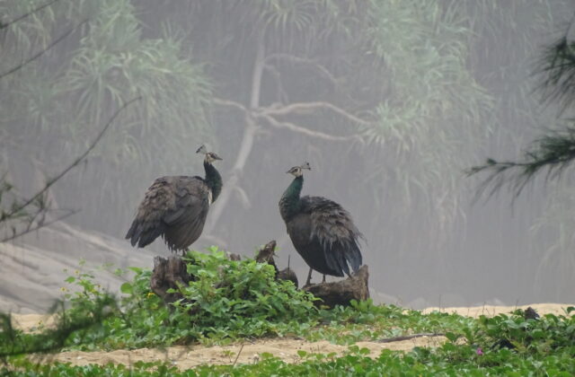 Indian Peafowl