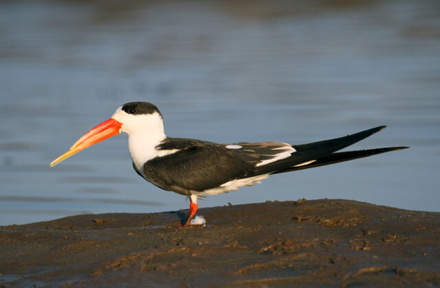Indian Skimmer