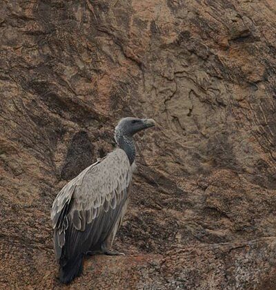 Indian Vulture