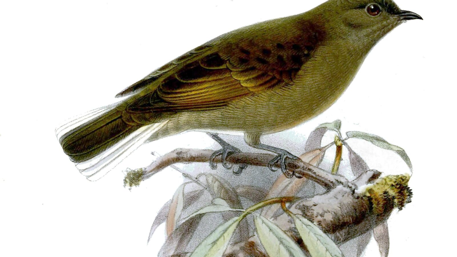 Cassin’s Honeybird
