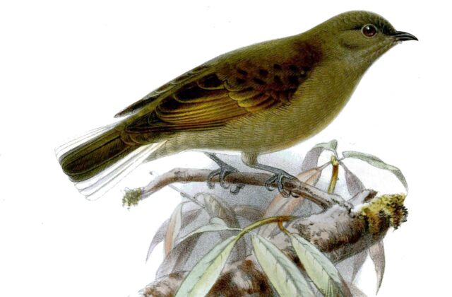 Cassin’s Honeybird