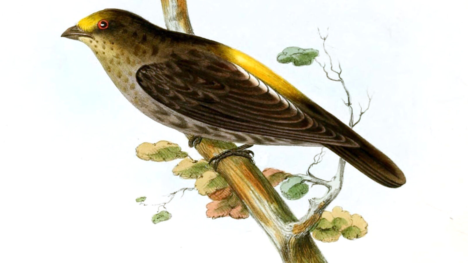 Yellow-rumped Honeyguide