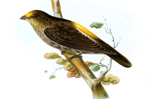 Yellow-rumped Honeyguide