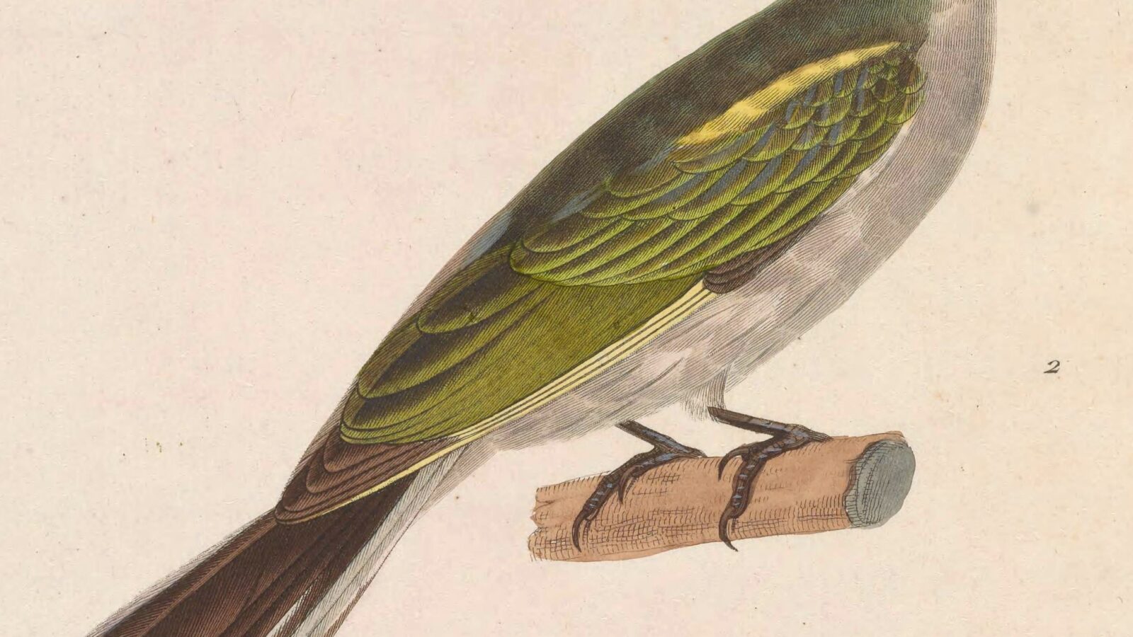Malaysian Honeyguide