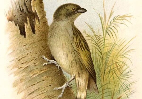 Willcocks’s Honeyguide