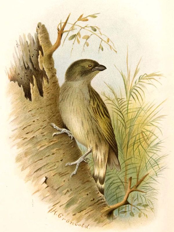 Willcocks’s Honeyguide