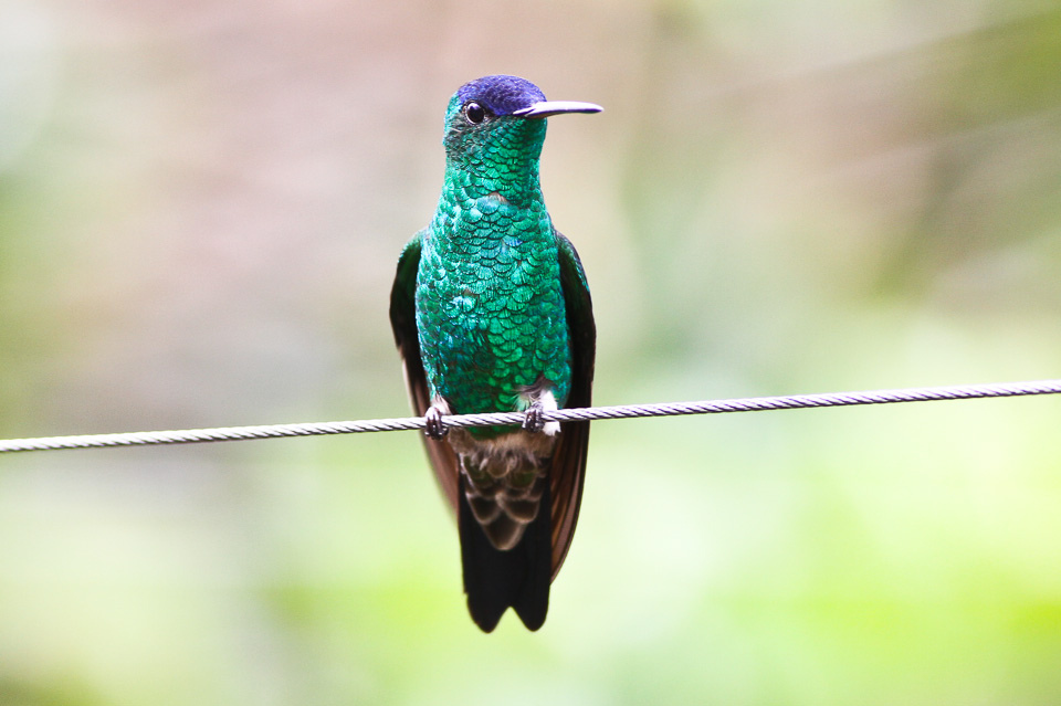 Indigo-capped Hummingbird