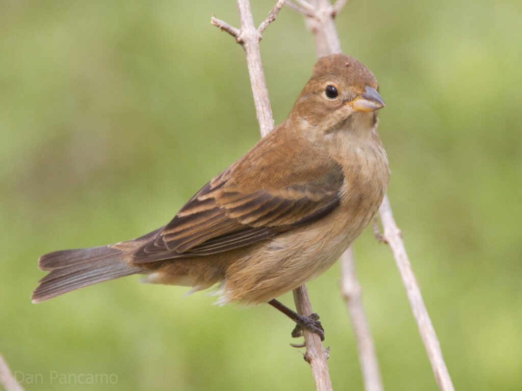 Indigo Bunting