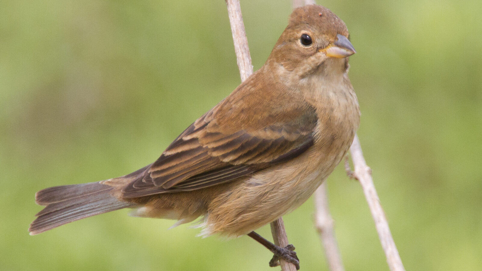 Indigo Bunting