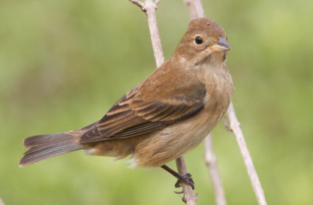 Indigo Bunting