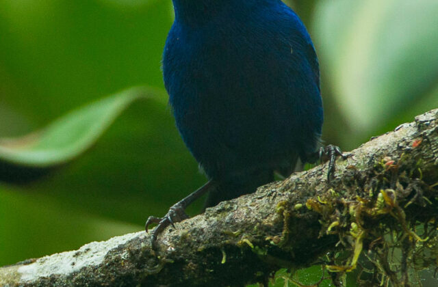Indigo Flowerpiercer