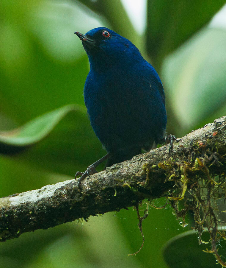 Indigo Flowerpiercer
