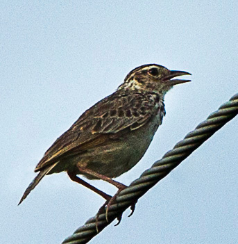 Indochinese Bush Lark