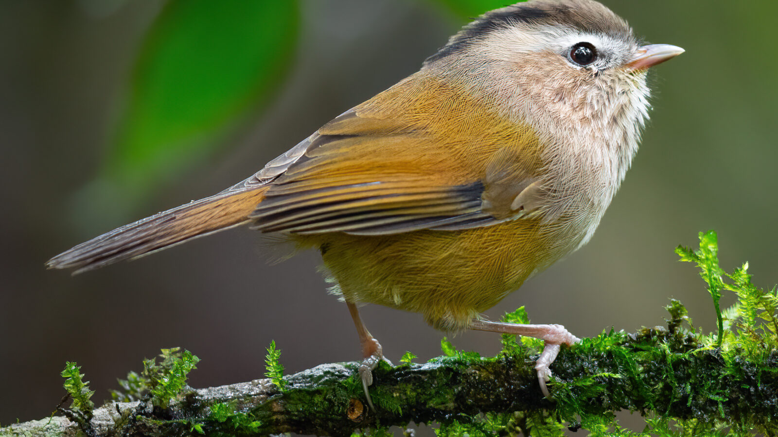Indochinese Fulvetta