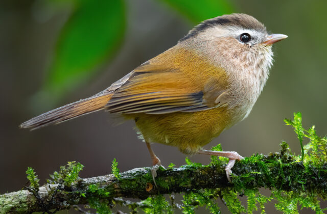 Indochinese Fulvetta