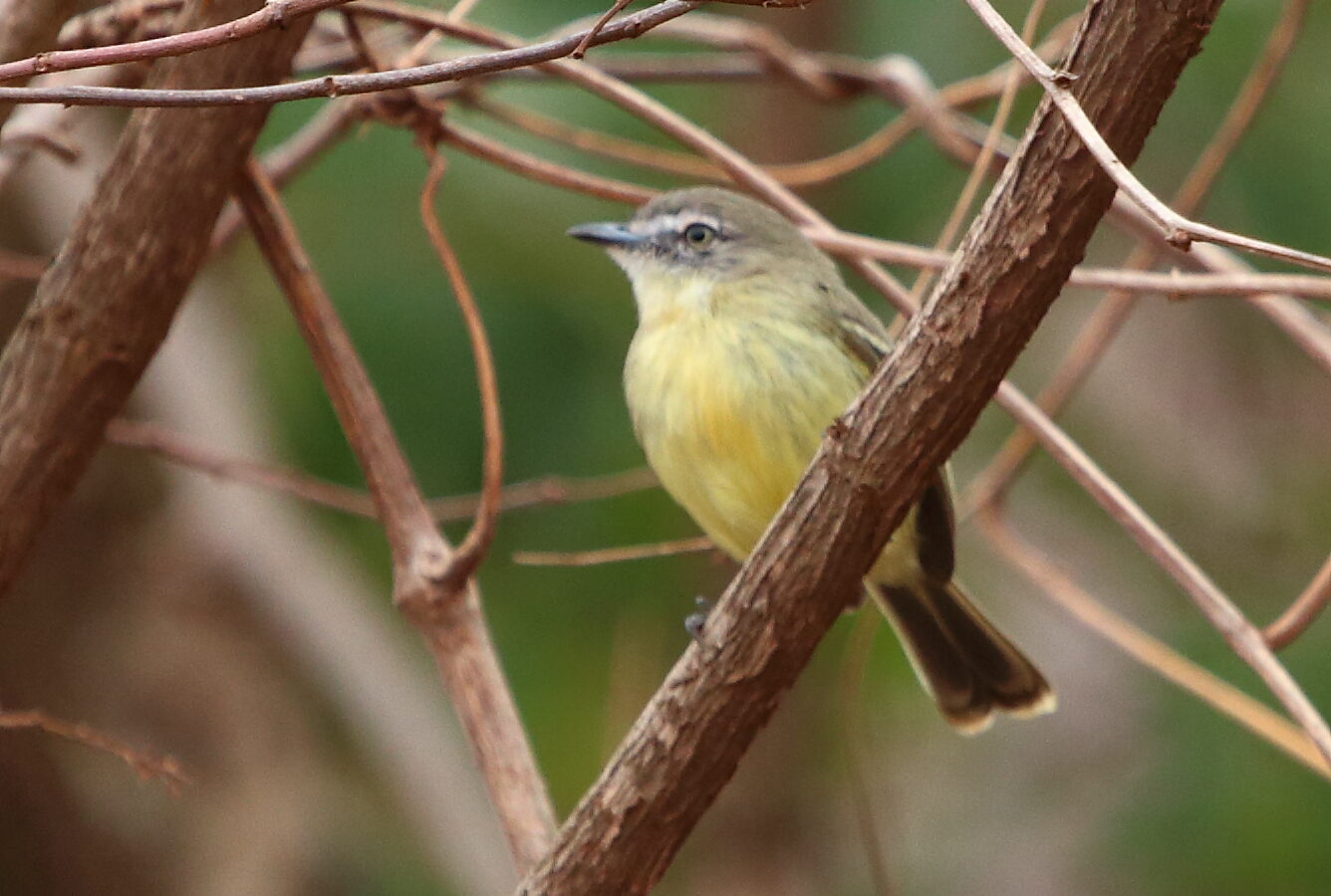 Pale-tipped Inezia
