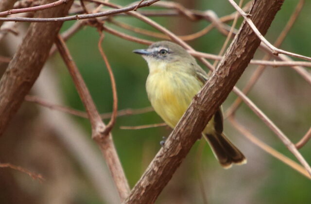 Pale-tipped Inezia
