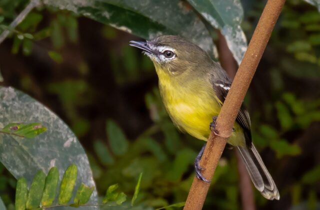 Amazonian Inezia