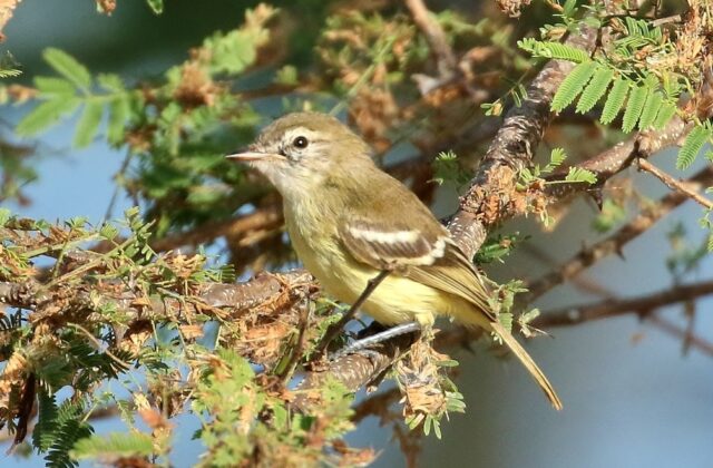 Slender-billed Inezia