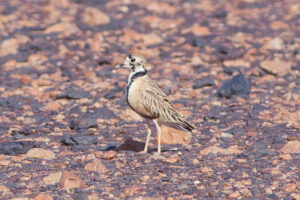 Inland Dotterel