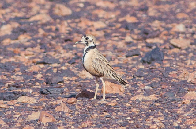 Inland Dotterel