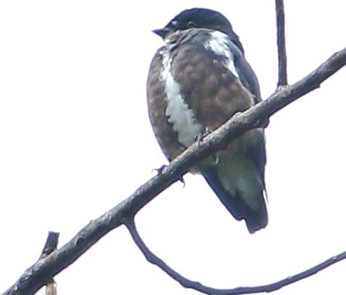 Dusky Purpletuft