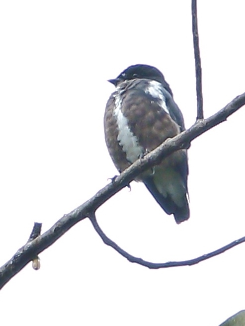 Dusky Purpletuft