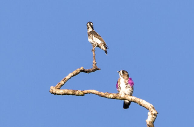 White-browed Purpletuft