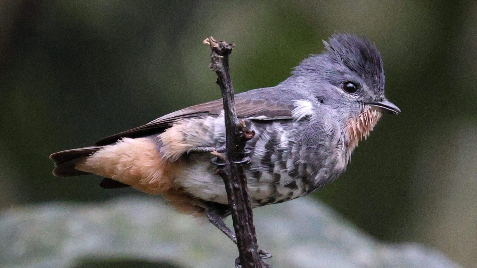 Buff-throated Purpletuft