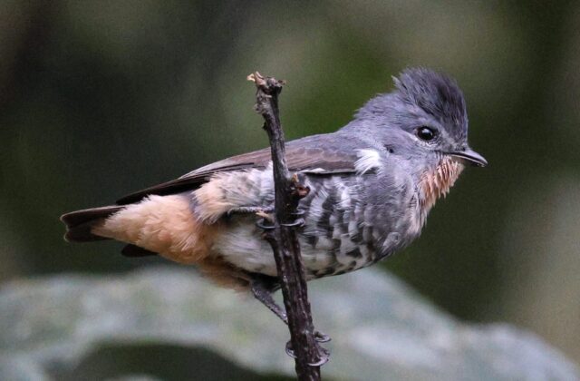 Buff-throated Purpletuft