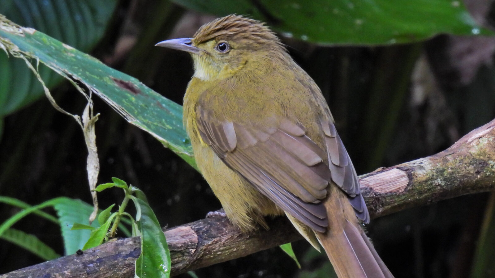 Cachar Bulbul
